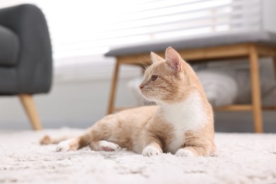 Photo of Cute ginger cat lying on floor at home