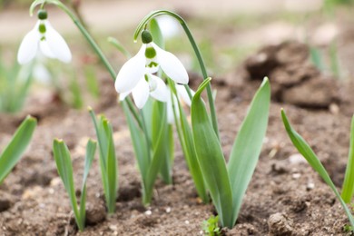 Photo of Beautiful snowdrops blooming in field. First spring flowers