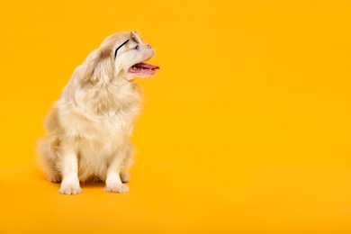 Photo of Cute Pekingese dog with sunglasses on yellow background. Space for text