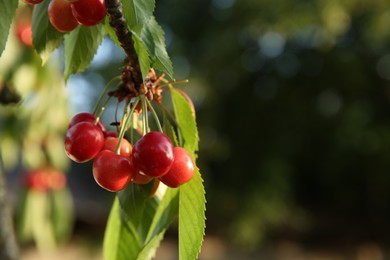 Photo of Cherry tree with green leaves and unripe berries growing outdoors, closeup. Space for text