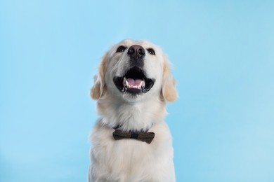 Photo of Cute Labrador Retriever with stylish bow tie on light blue background