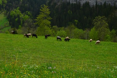 Photo of Beautiful view of sheep grazing on green meadow in mountains