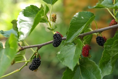 Photo of Branch with ripe and unripe mulberries in garden, closeup