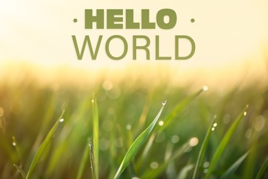 Image of Hello World. Green grass with dew drops on spring morning, closeup