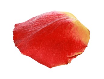 Photo of Beautiful yellow and red rose petal isolated on white