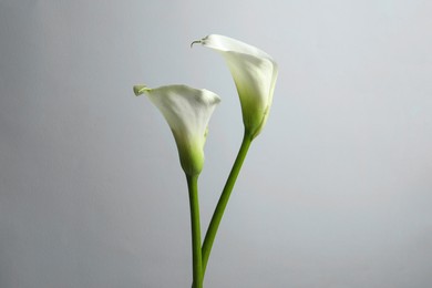 Photo of Beautiful calla lily flowers on white background
