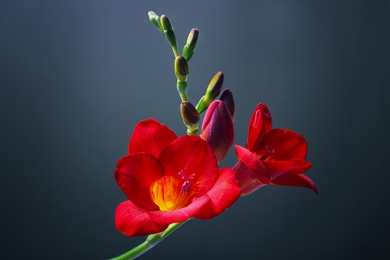 Photo of Beautiful freesia flower on dark background