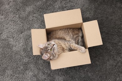 Photo of Cute fluffy cat in cardboard box on carpet, top view