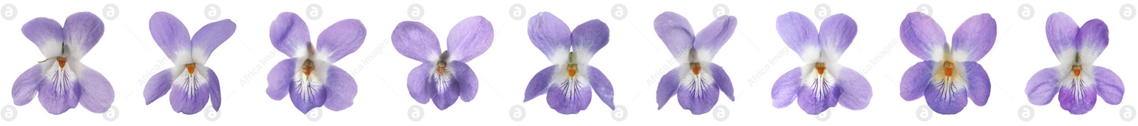 Image of Set with beautiful wood violets on white background, banner design. Spring flowers