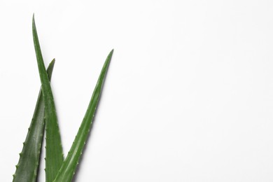 Photo of Green aloe vera leaves on white background, top view. Space for text