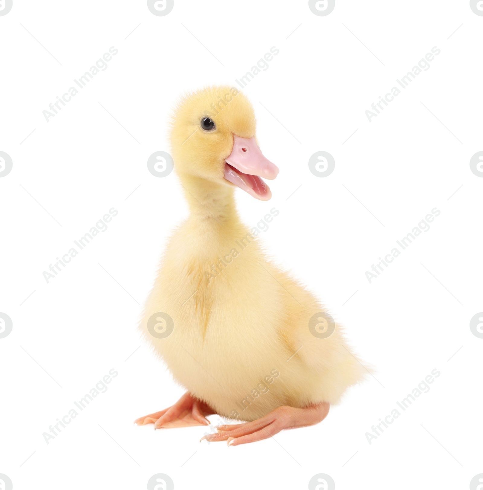 Photo of Baby animal. Cute fluffy duckling on white background