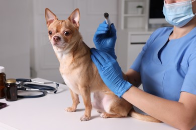 Photo of Veterinary holding moxa stick near cute dog in clinic, closeup. Animal acupuncture treatment