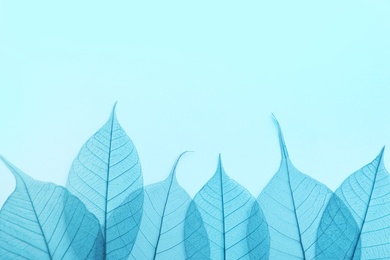 Photo of Beautiful decorative skeleton leaves and space for text on color background, flat lay