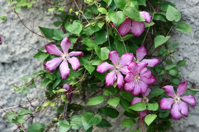 Photo of Beautiful spring flowers near wall on sunny day
