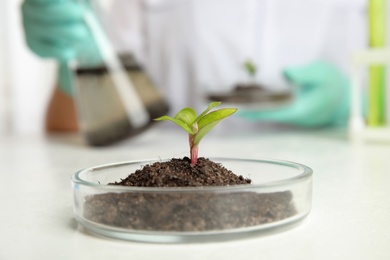Photo of Green plant with soil in Petri dish and blurred scientist on background. Biological chemistry