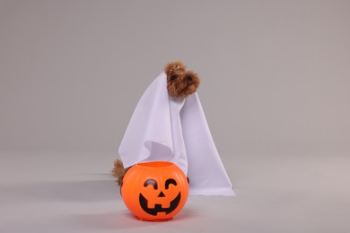 Photo of Happy Halloween. Cute Maltipoo dog dressed as ghost and pumpkin treat bucket on grey background