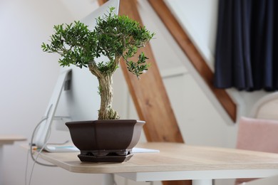 Beautiful bonsai tree in pot on wooden table indoors, space for text