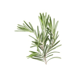 Photo of Fresh green rosemary twig on white background