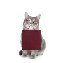 Image of Cute grey tabby cat holding paper shopping bag on white background