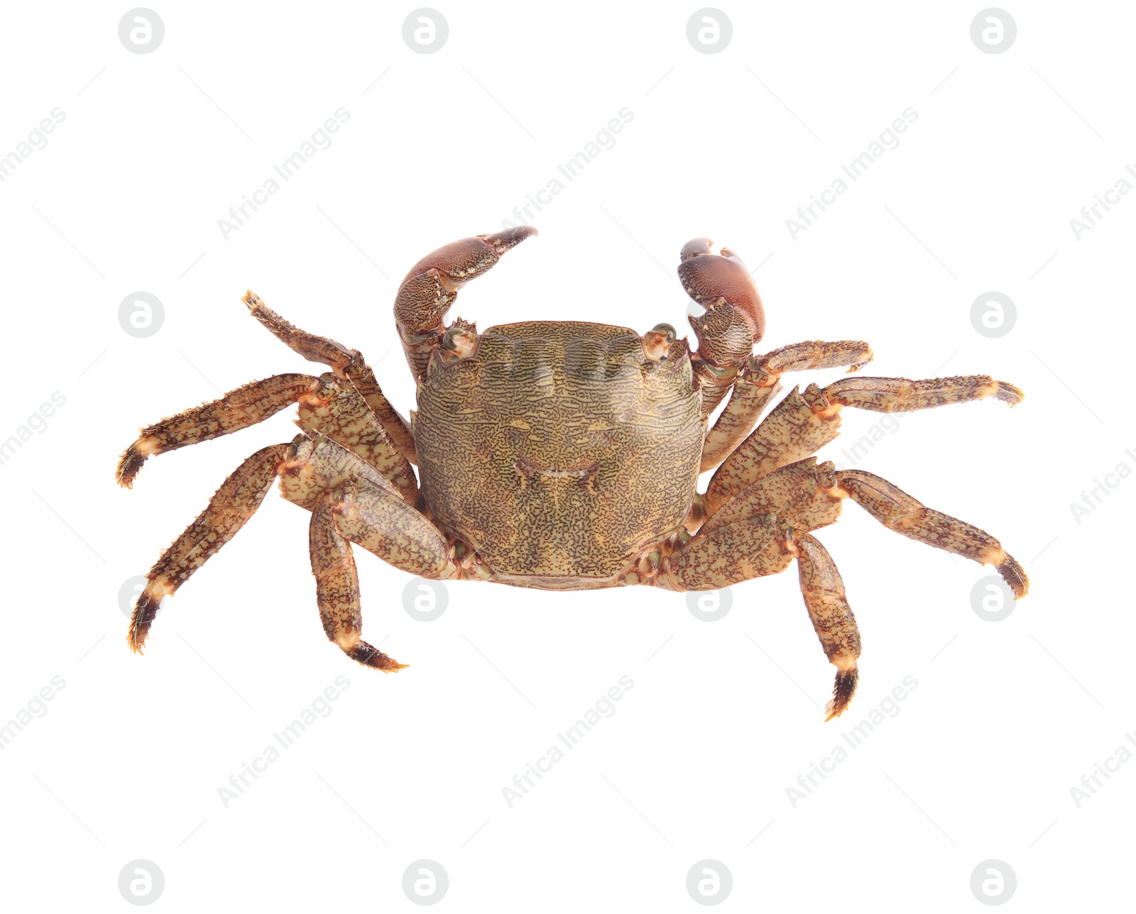 Photo of One fresh raw crab isolated on white, top view