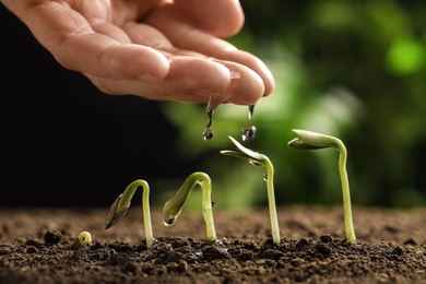 Photo of Woman watering little green seedlings in soil against blurred background, closeup view