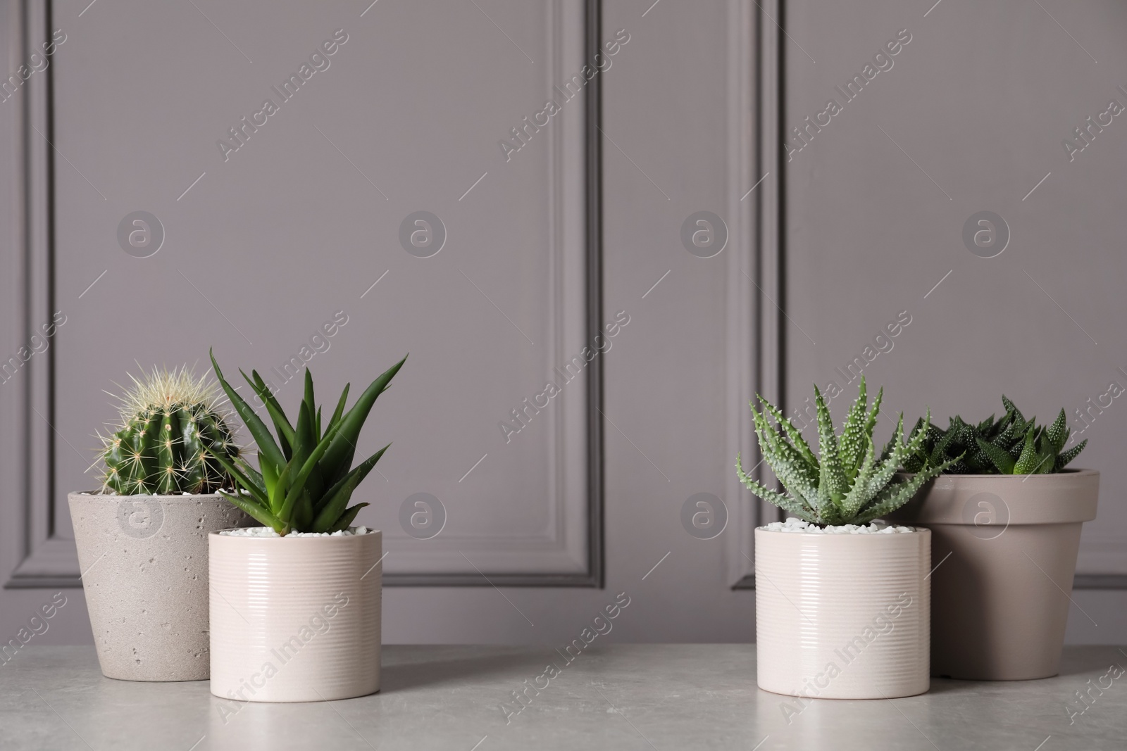 Photo of Beautiful Aloe, Cactus and Haworthia in pots on light table, space for text. Different house plants