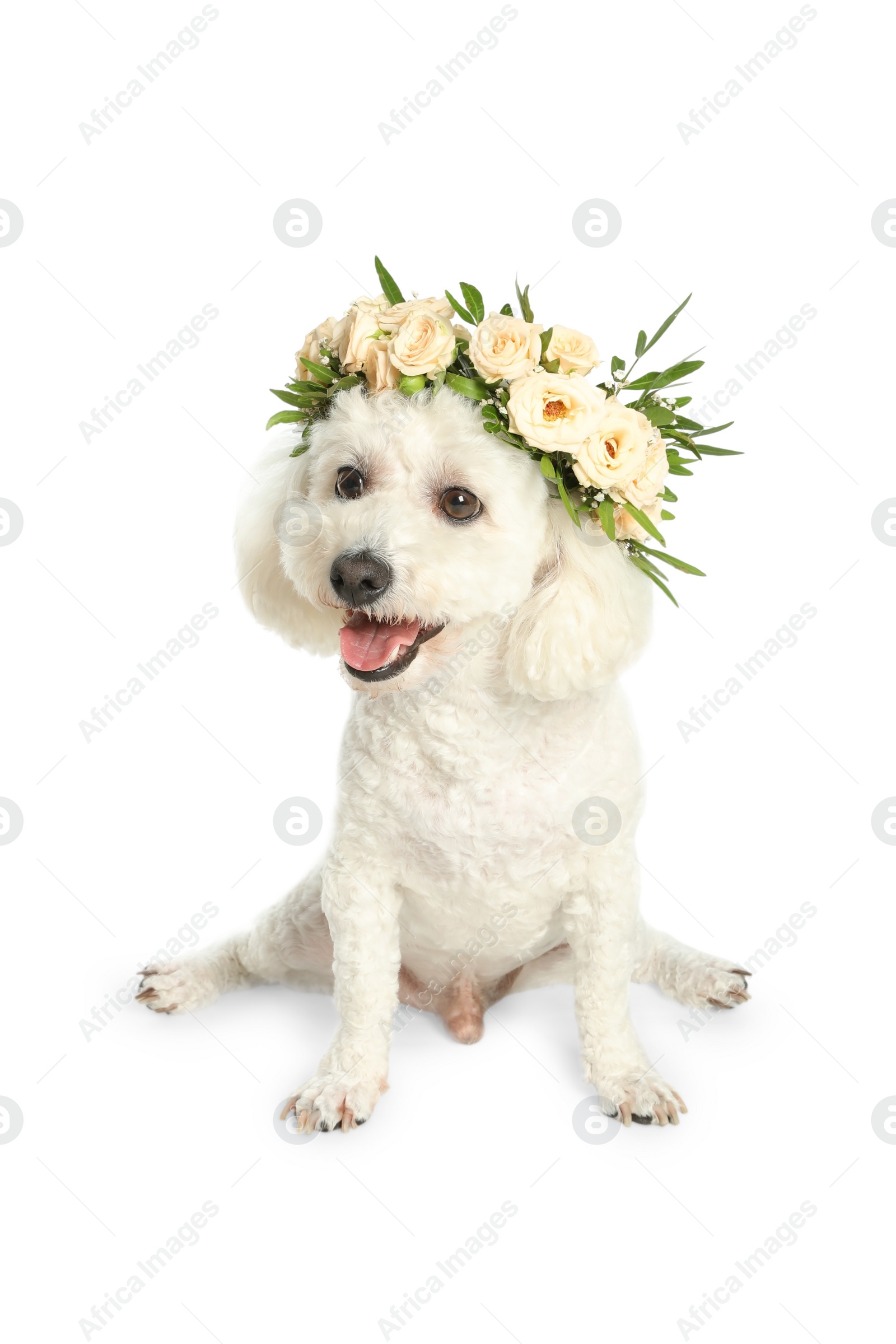 Photo of Adorable Bichon wearing wreath made of beautiful flowers on white background