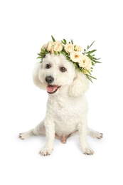Photo of Adorable Bichon wearing wreath made of beautiful flowers on white background