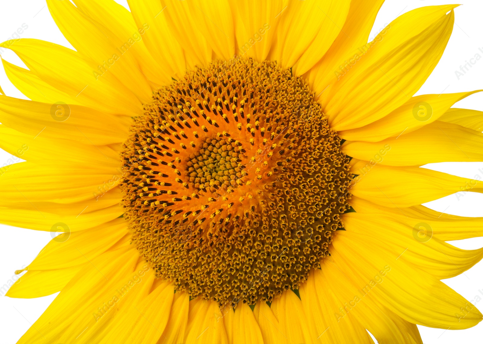 Photo of Beautiful bright sunflower on white background, closeup