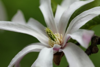 Photo of Beautiful magnolia flower on blurred background, closeup