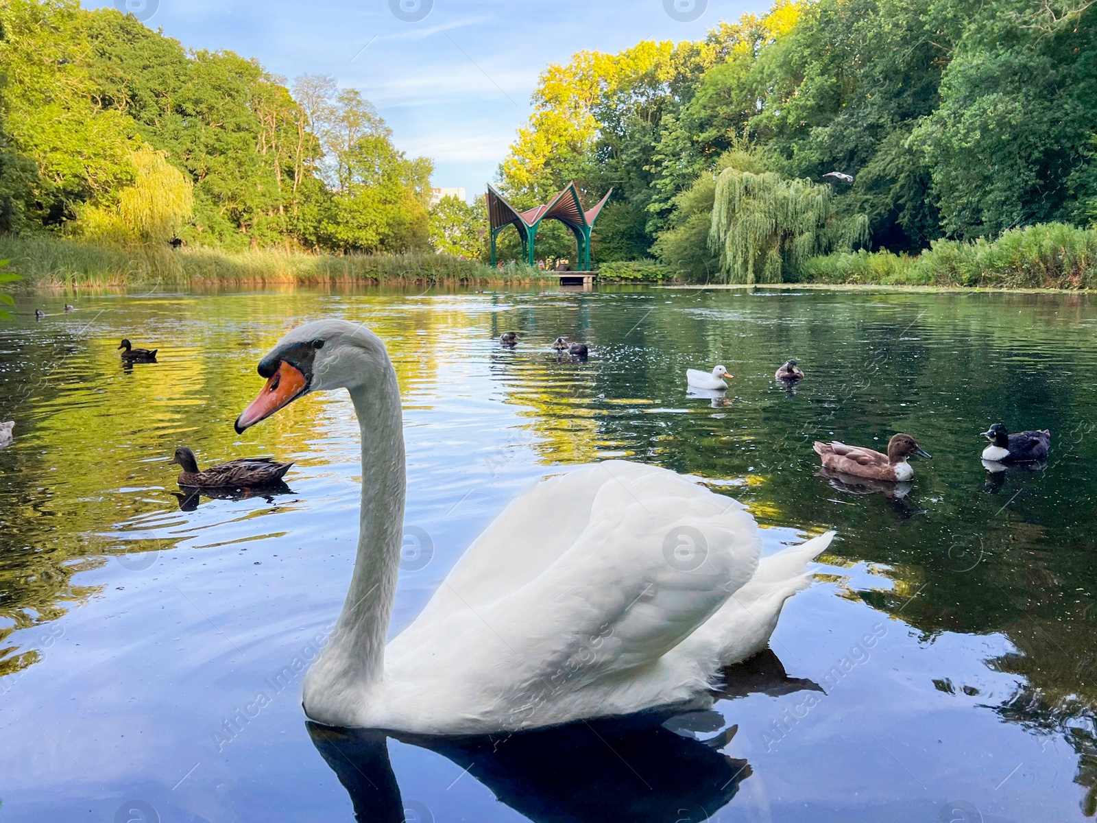 Photo of Beautiful white swan and many ducks swimming in lake outdoors