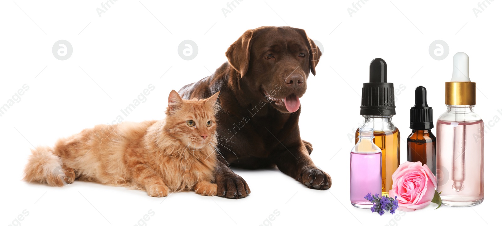 Image of Aromatherapy for animals. Essential oils near dog and cat on white background, banner design