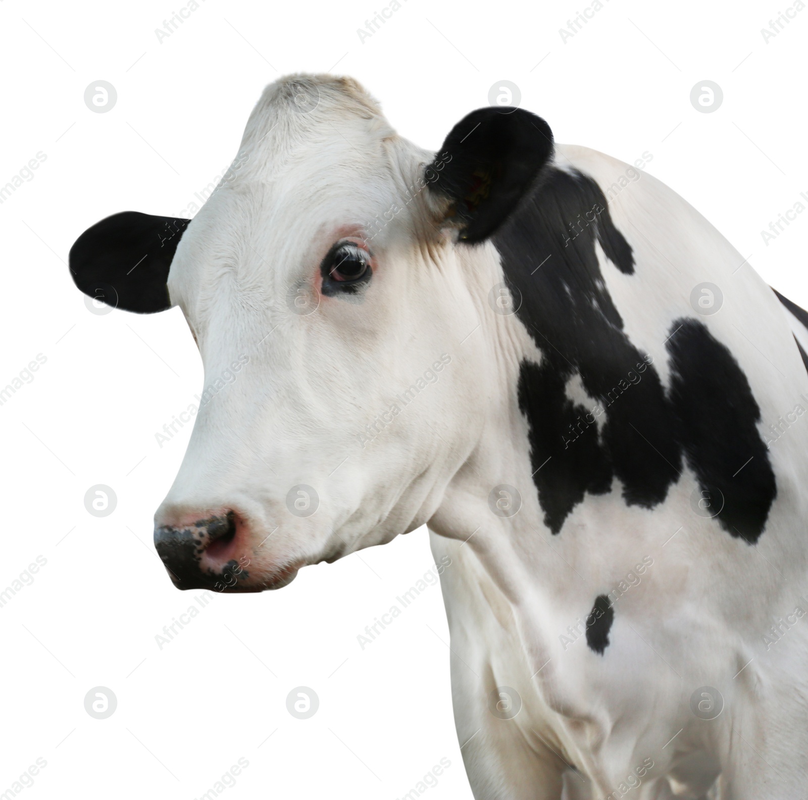 Image of Cute cow on white background, closeup view. Animal husbandry