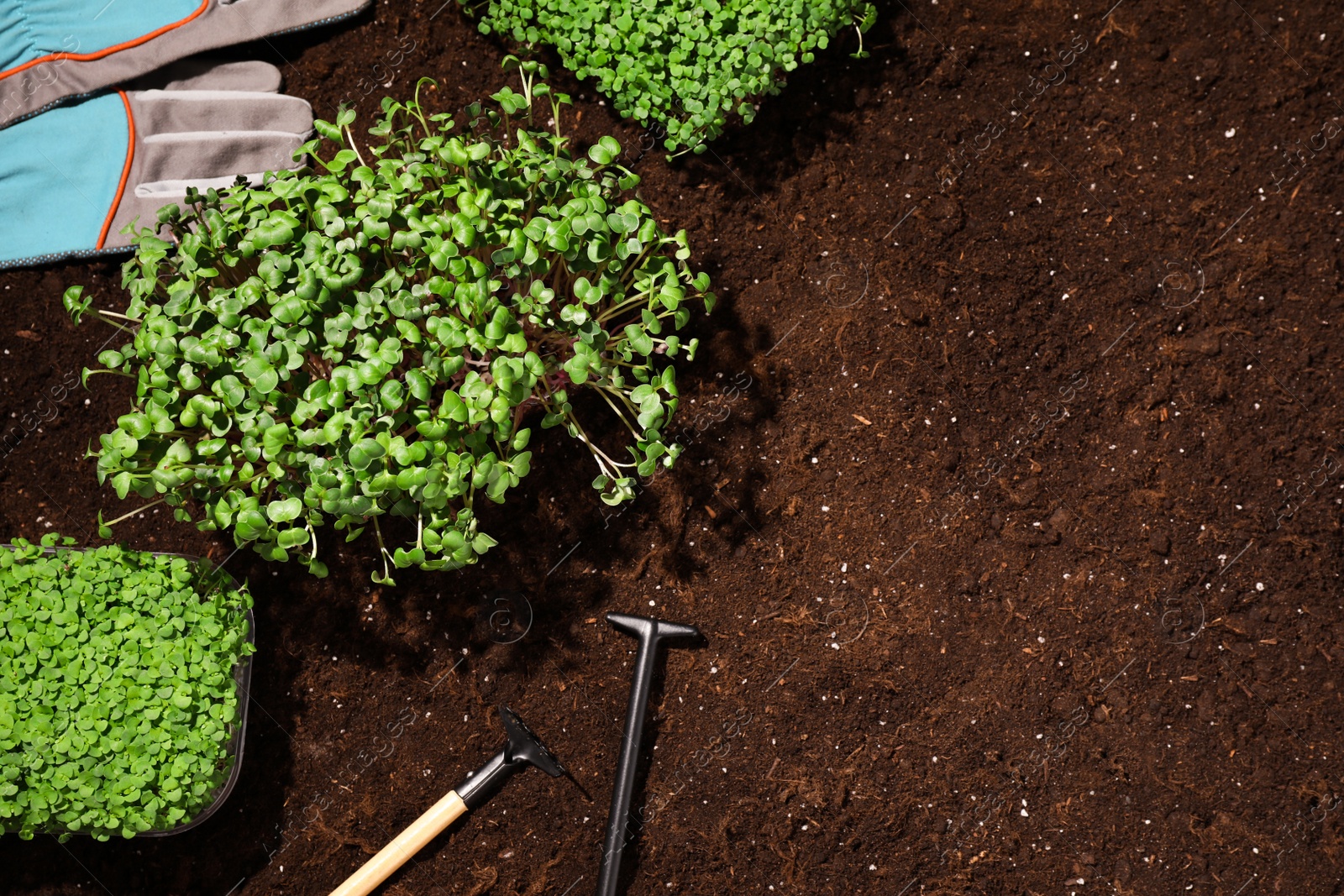 Photo of Fresh organic microgreens and tools on soil in garden, flat lay. Space for text