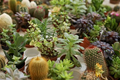 Photo of Many different cacti and succulent plants on table