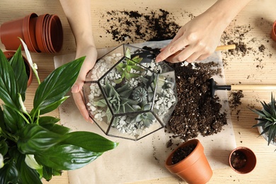 Photo of Woman transplanting home plants into florarium at table, top view