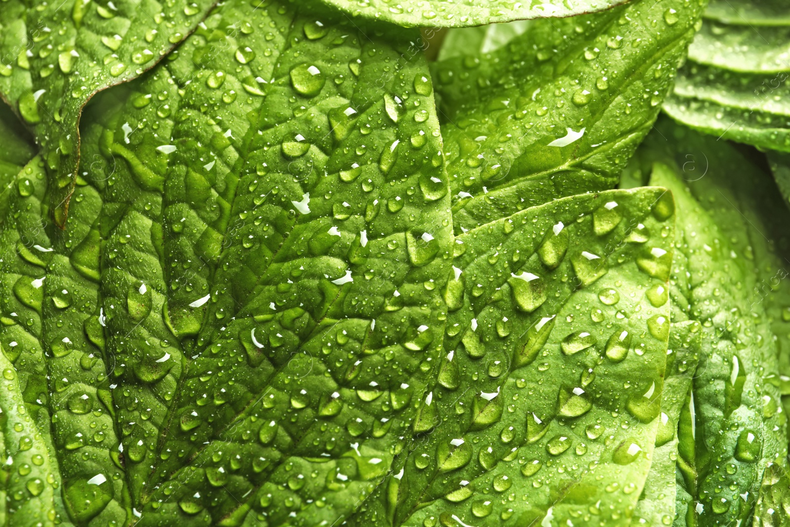 Photo of Beautiful green leaves with dew as background