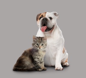 Image of Cute cat and dog on grey background. Animal friendship