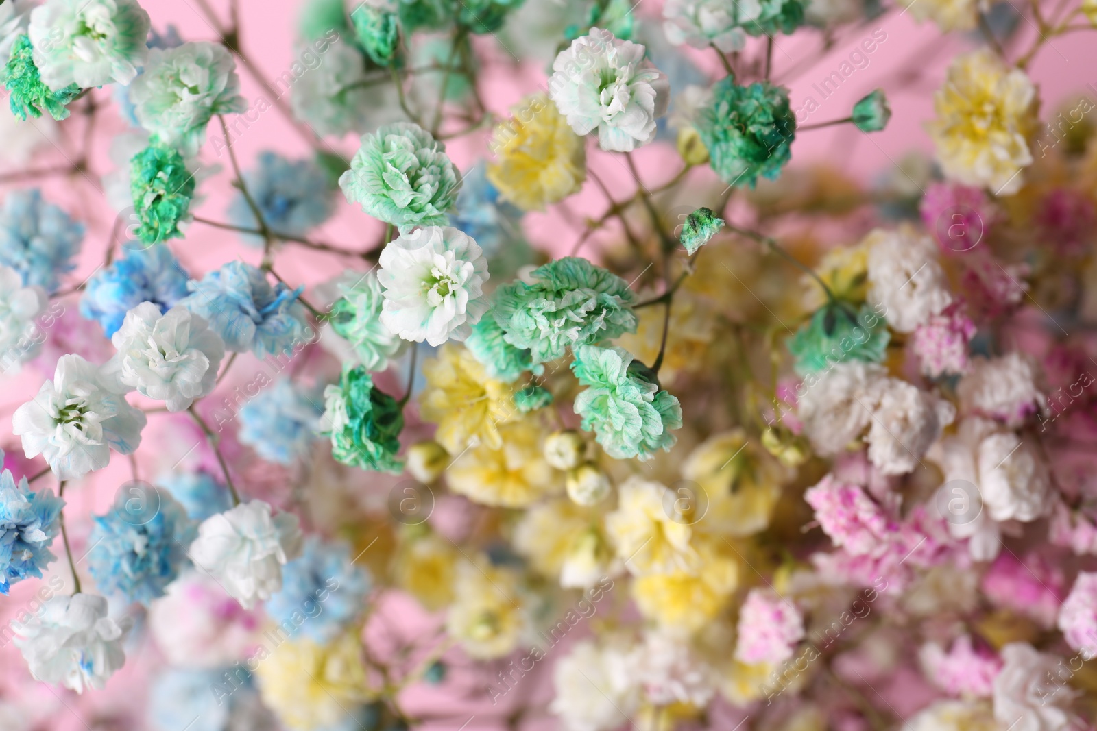 Photo of Beautiful dyed gypsophila flowers on pink background, closeup