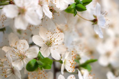Cherry tree with white blossoms on blurred background, closeup. Spring season