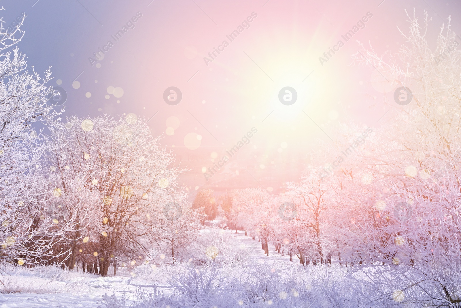 Image of Amazing winter morning. Beautiful forest covered with snow