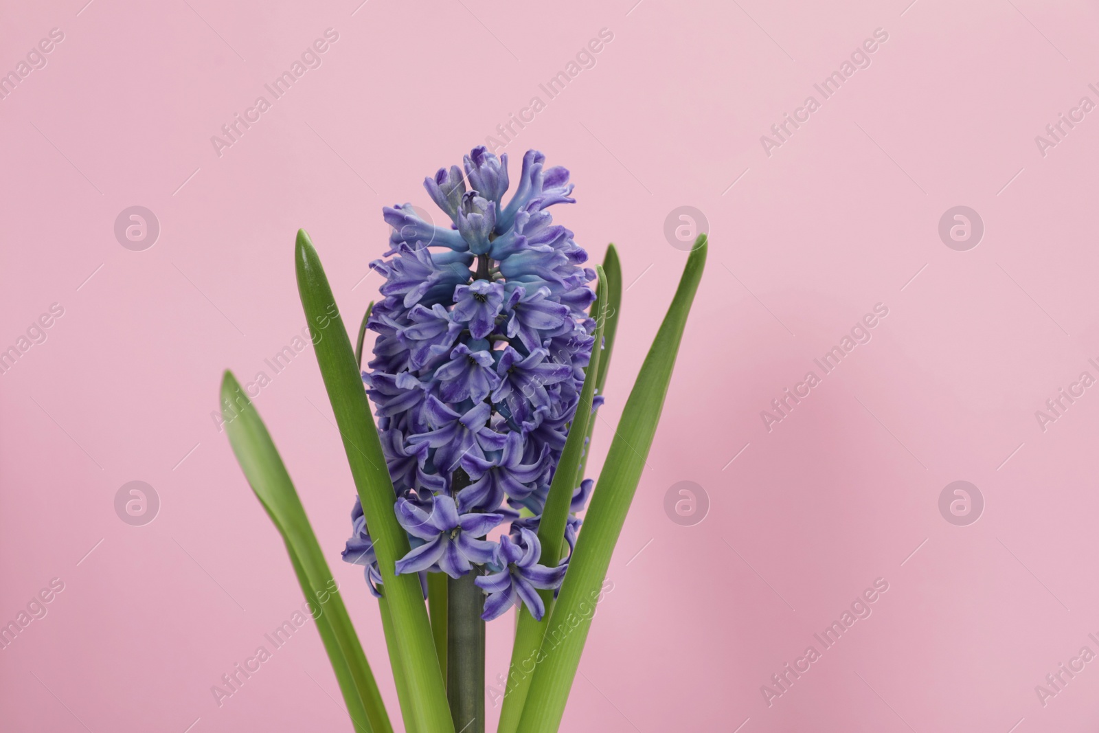 Photo of Beautiful spring hyacinth flower on color background. Space for text