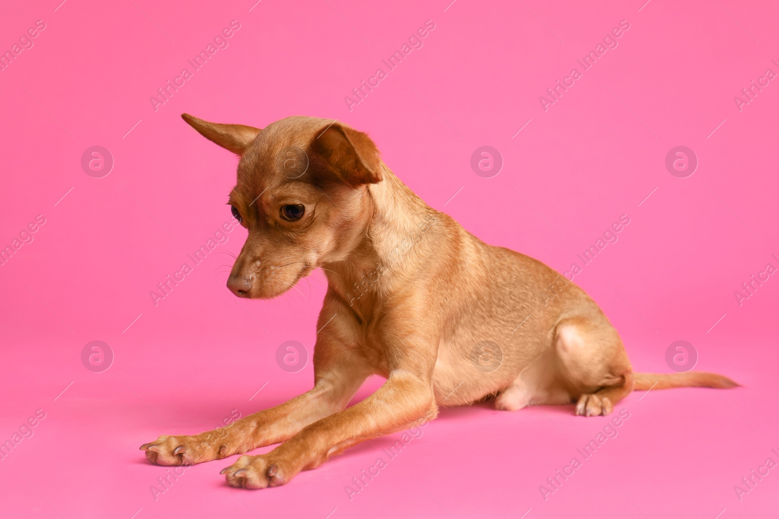 Photo of Cute toy terrier on color background. Domestic dog