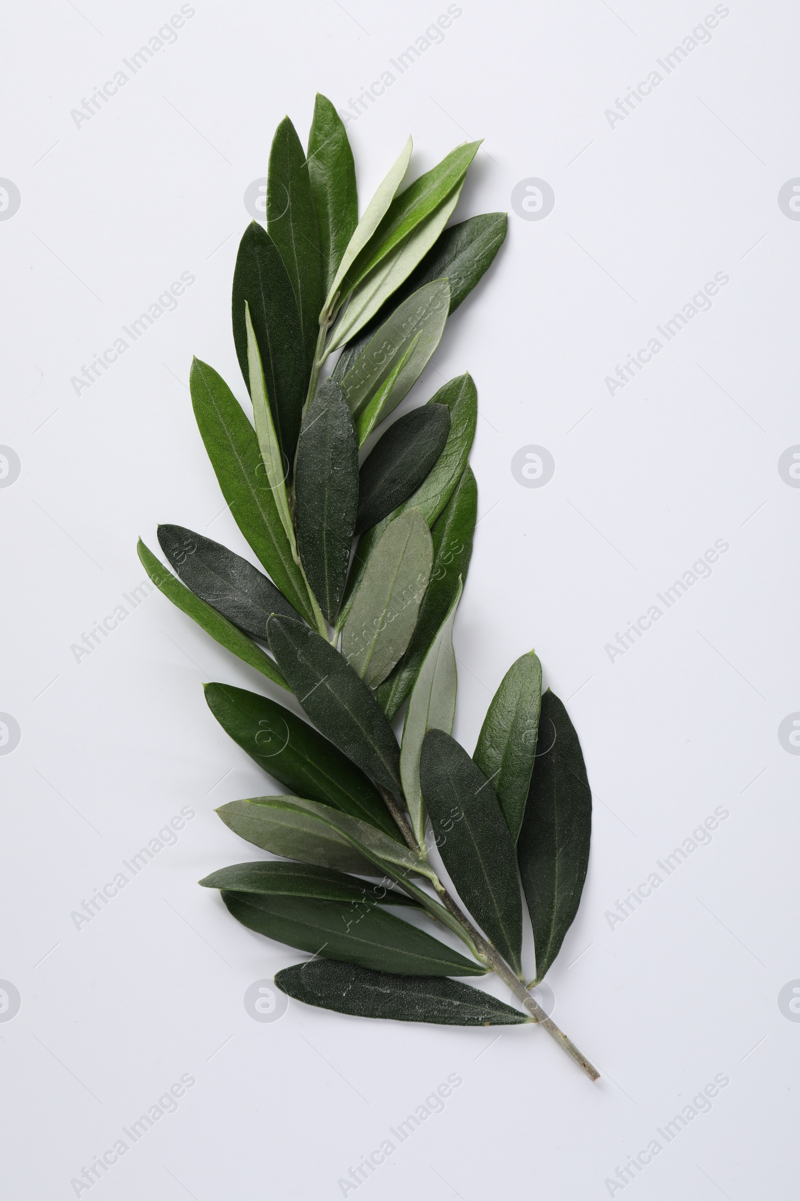 Photo of Olive twig with fresh green leaves on white background, top view