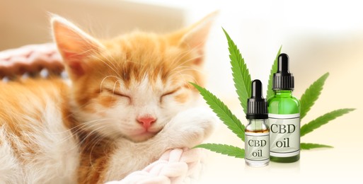 Image of Bottles of CBD oil and cute kitten sleeping in knitted basket