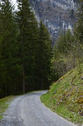 Beautiful view of pathway and green tall trees in mountains