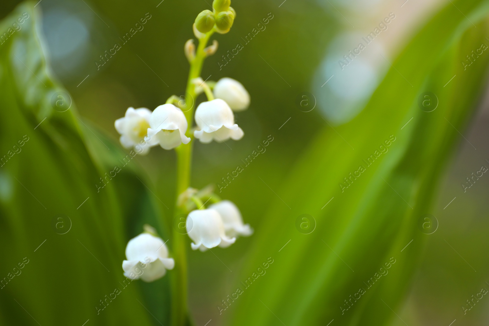 Photo of Beautiful lily of the valley in spring garden, closeup