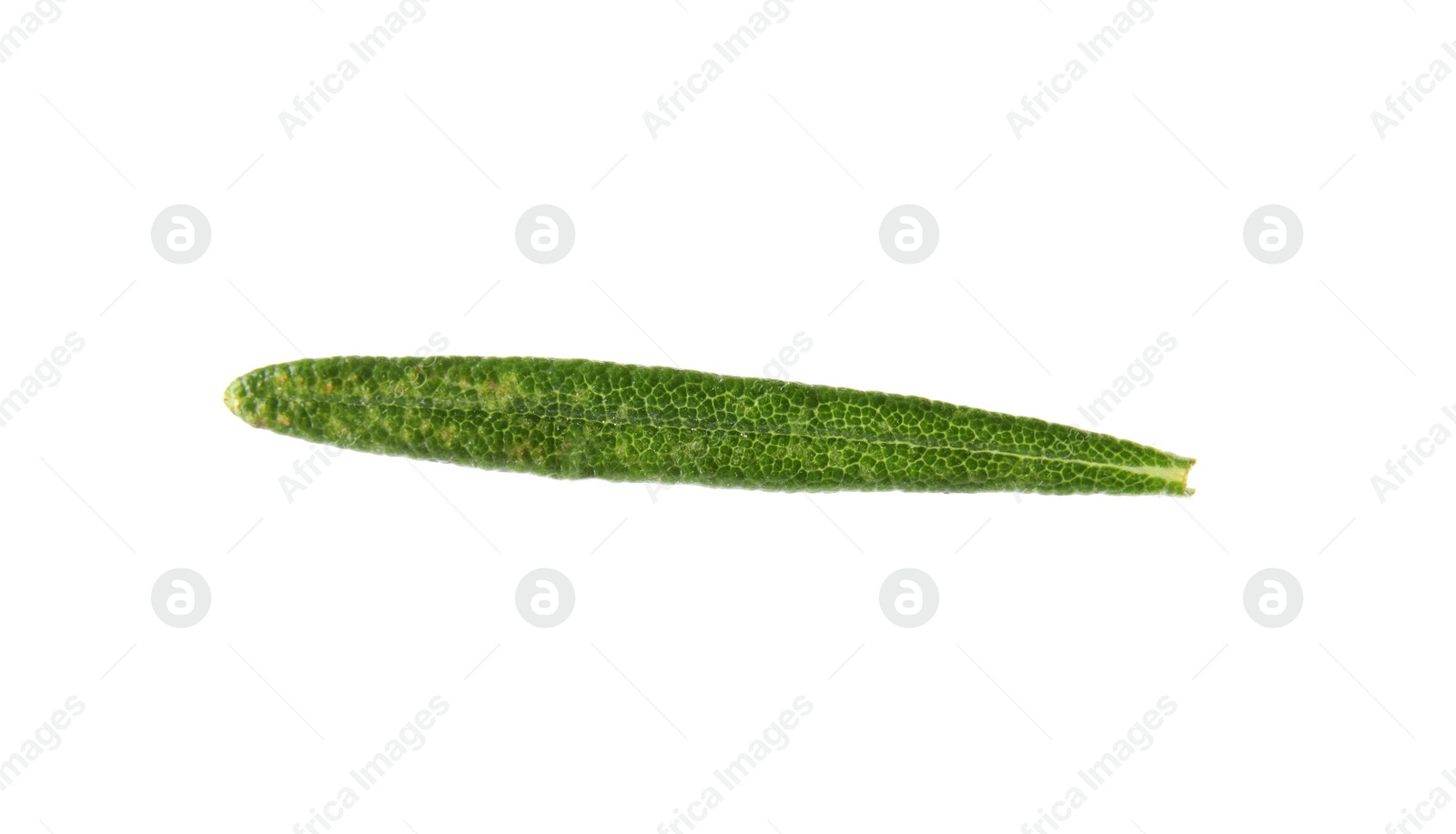 Photo of Fresh green rosemary leaf on white background