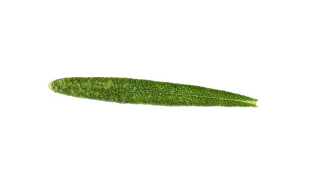 Photo of Fresh green rosemary leaf on white background