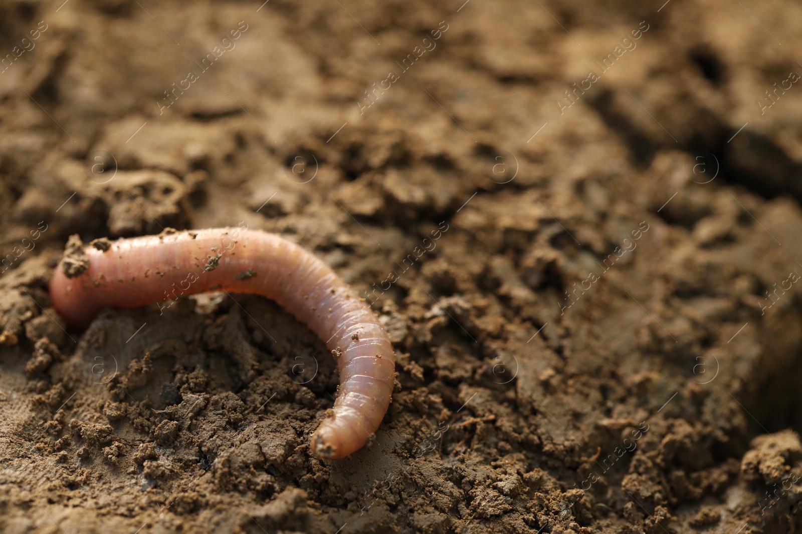 Photo of One worm crawling in wet soil, closeup. Space for text